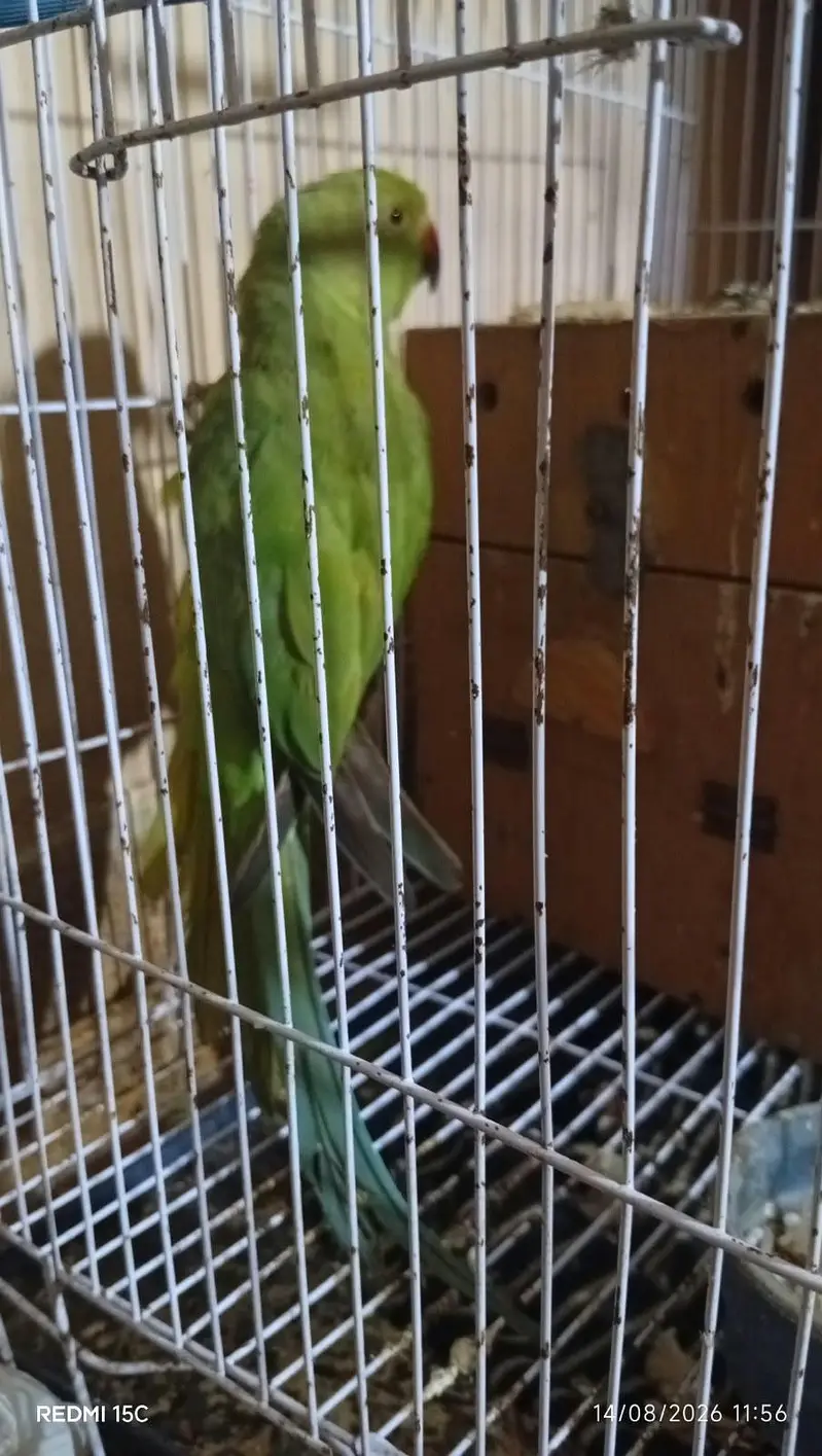 6 month ring neck for sale — photo 2