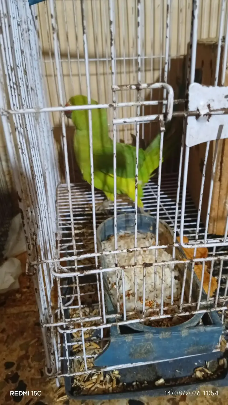 6 month ring neck for sale — photo 3