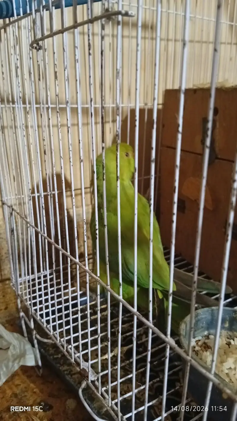 6 month ring neck for sale — photo 4
