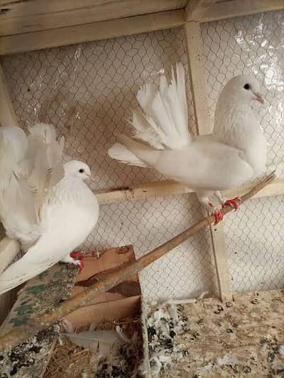 Lakah Breeder Pair