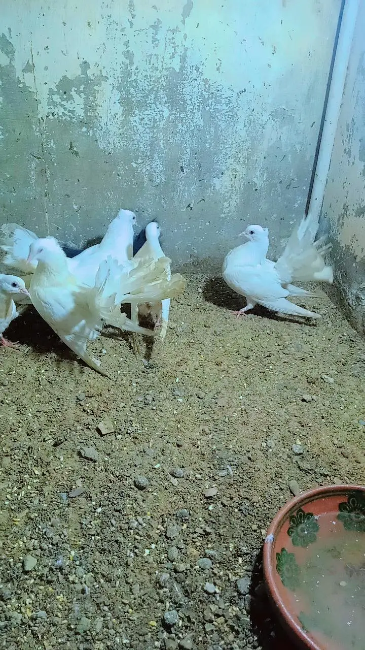 Lakah Breeder Pair — photo 2