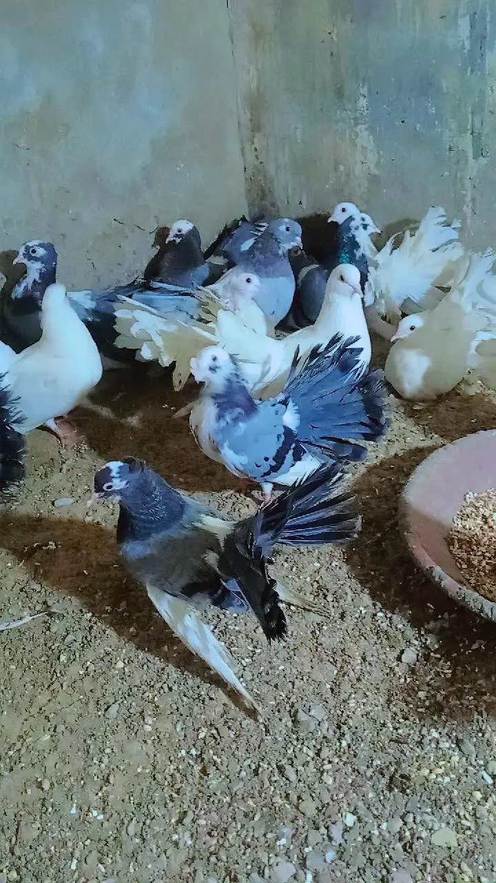 Lakah Breeder Pair — photo 3
