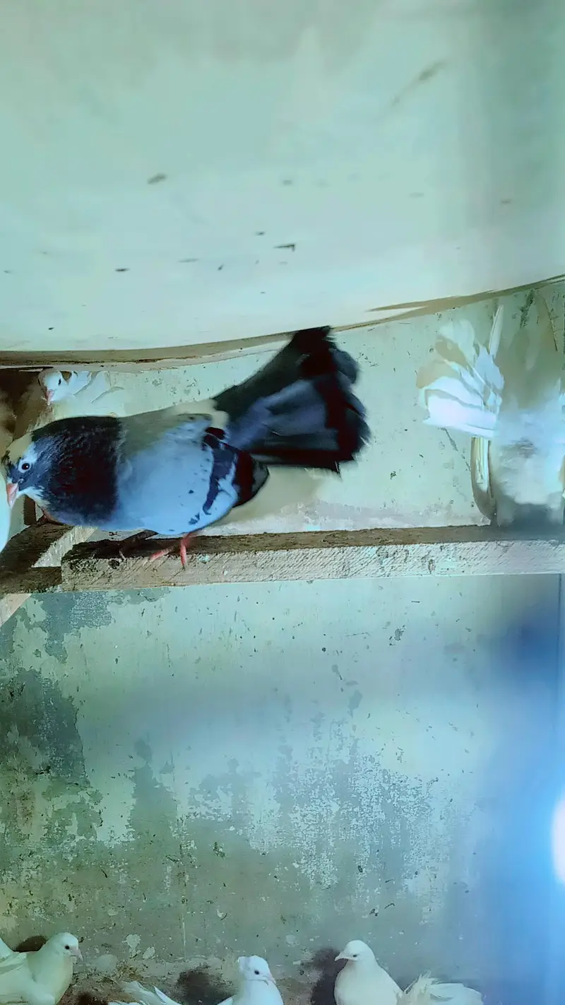 Lakah Breeder Pair — photo 5