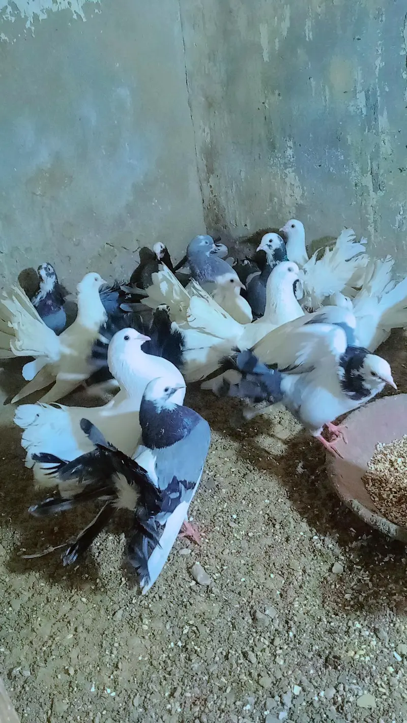 Lakah Breeder Pair — photo 6