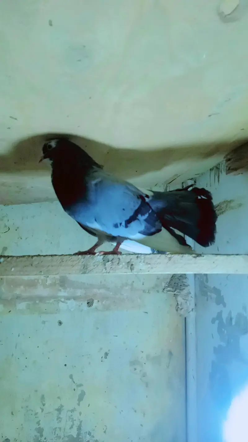 Lakah Breeder Pair — photo 7