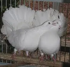 Lakah Breeder Pair — photo 8