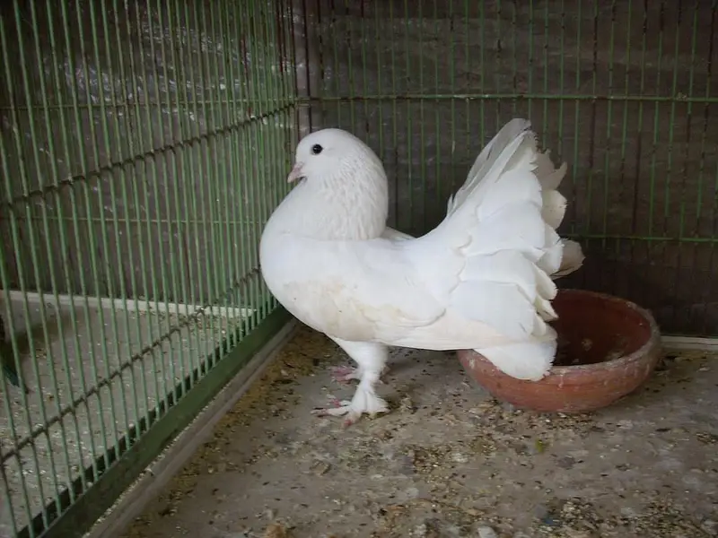 Lakah Breeder Pair — photo 9