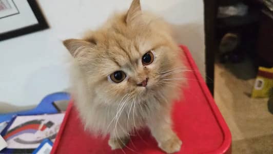 Persian cats playful and litter trained and vaccinated and healthy