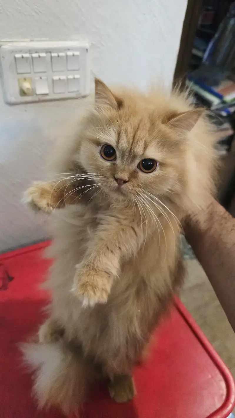 Persian cats playful and litter trained and vaccinated and healthy — photo 2