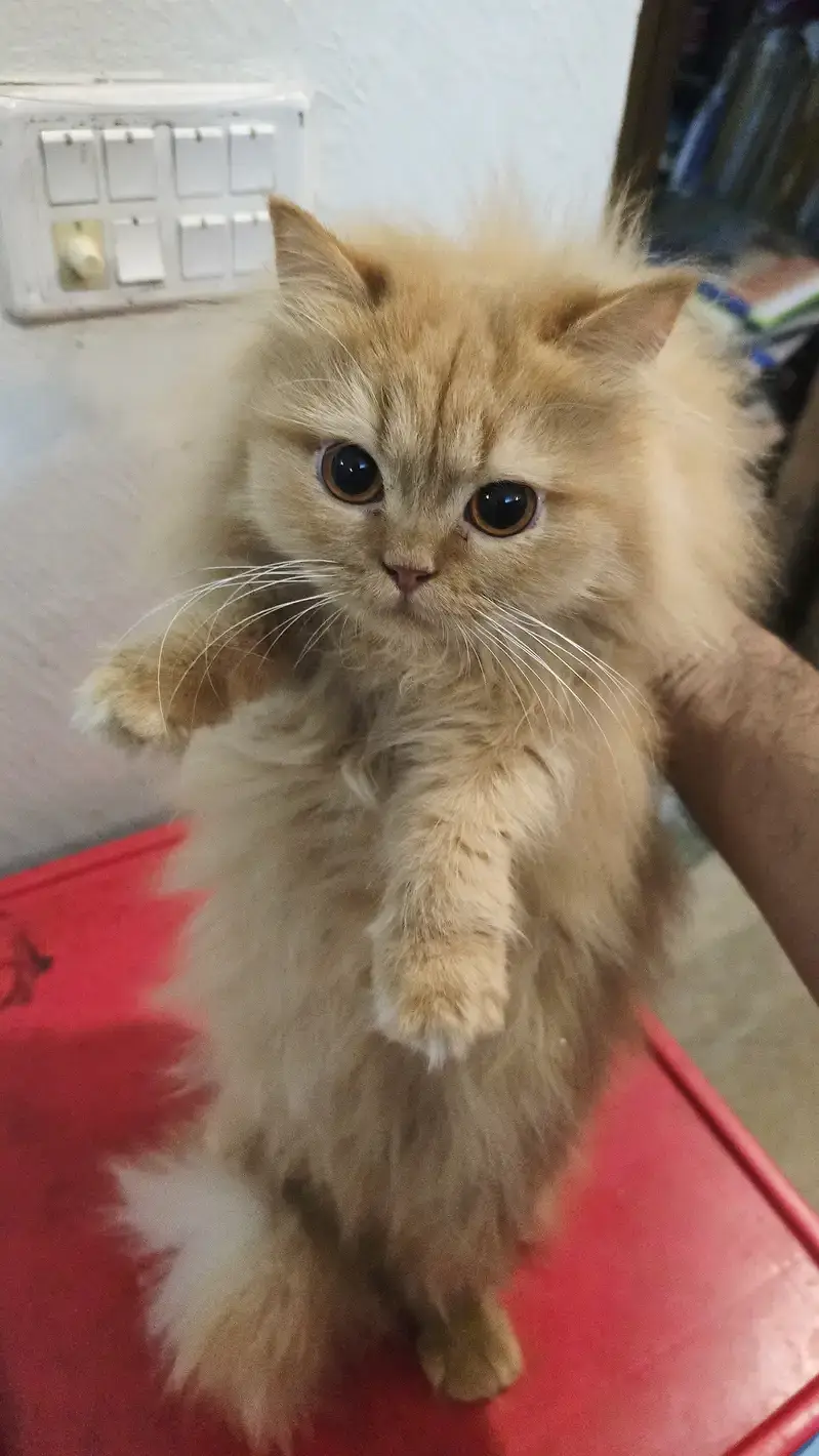 Persian cats playful and litter trained and vaccinated and healthy — photo 3