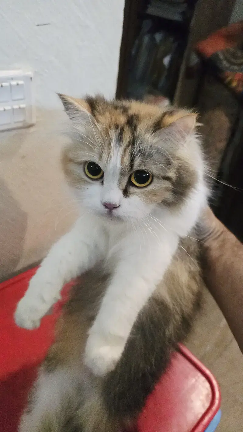 Persian cats playful and litter trained and vaccinated and healthy — photo 4