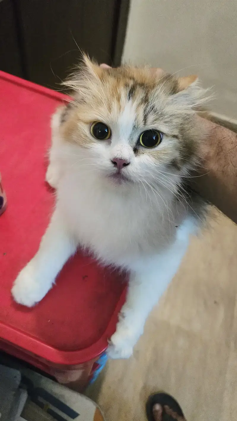 Persian cats playful and litter trained and vaccinated and healthy — photo 5