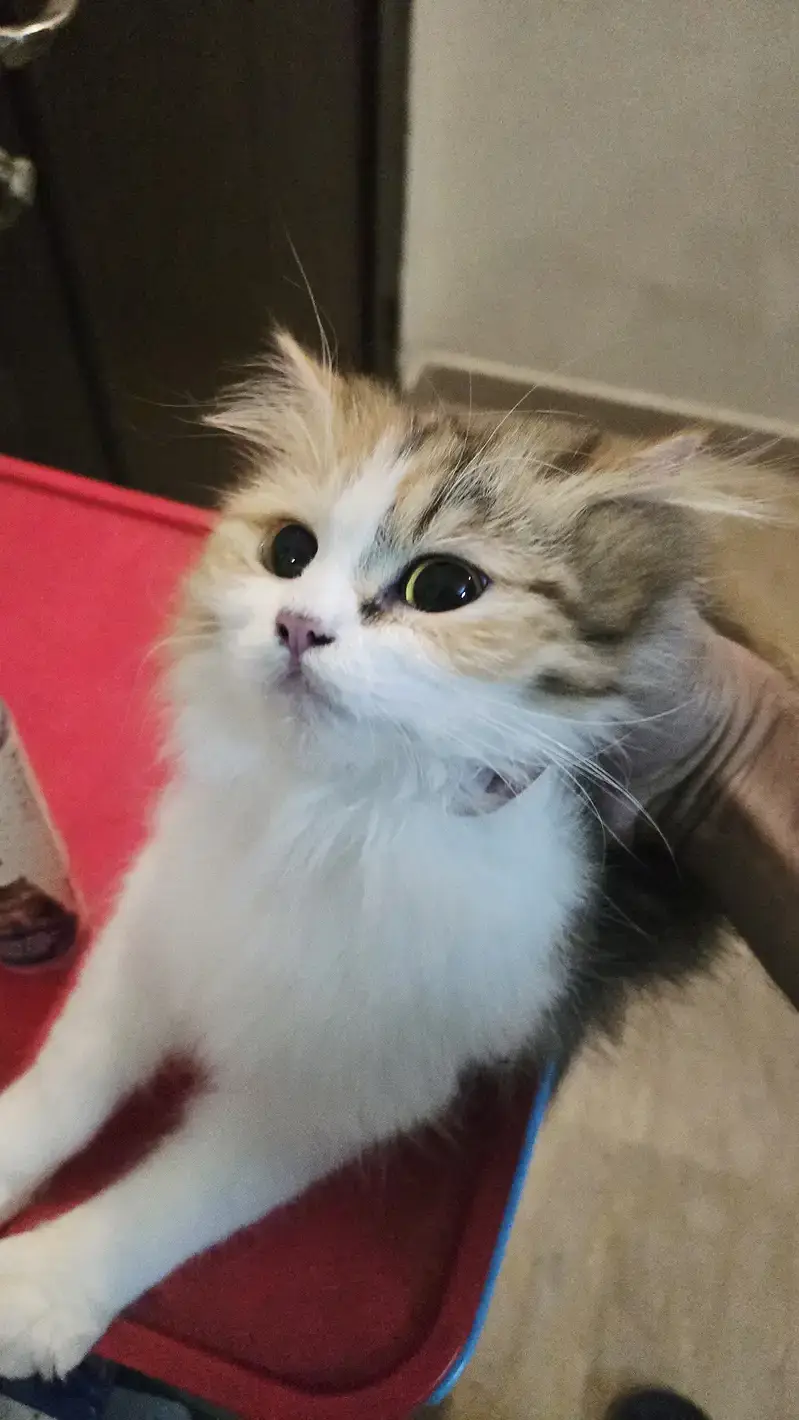 Persian cats playful and litter trained and vaccinated and healthy — photo 6
