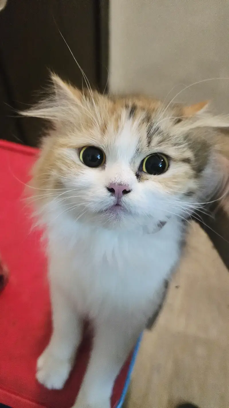 Persian cats playful and litter trained and vaccinated and healthy — photo 7