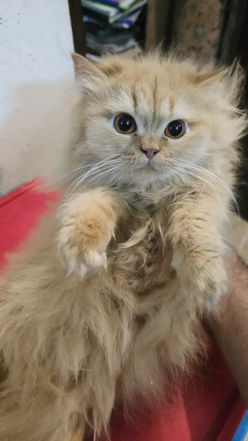 Persian cats playful and litter trained and vaccinated and healthy — photo 8