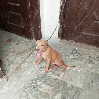 pit bull dog male light brown color