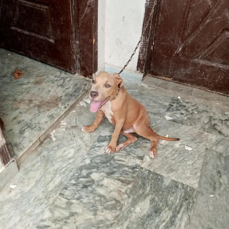 pit bull dog male light brown color — photo 2