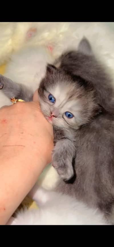 persion cat full healthy and active