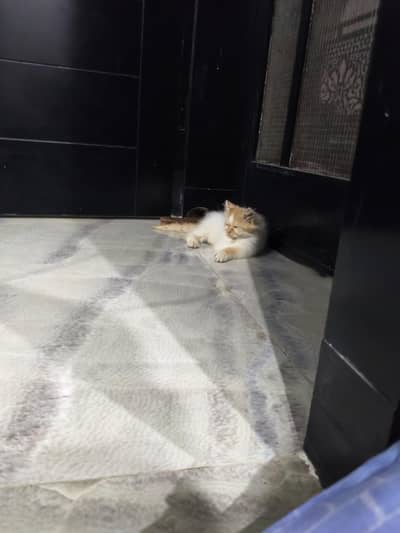 Fluffy Triple-Coated Persian Male Kitten for Sale