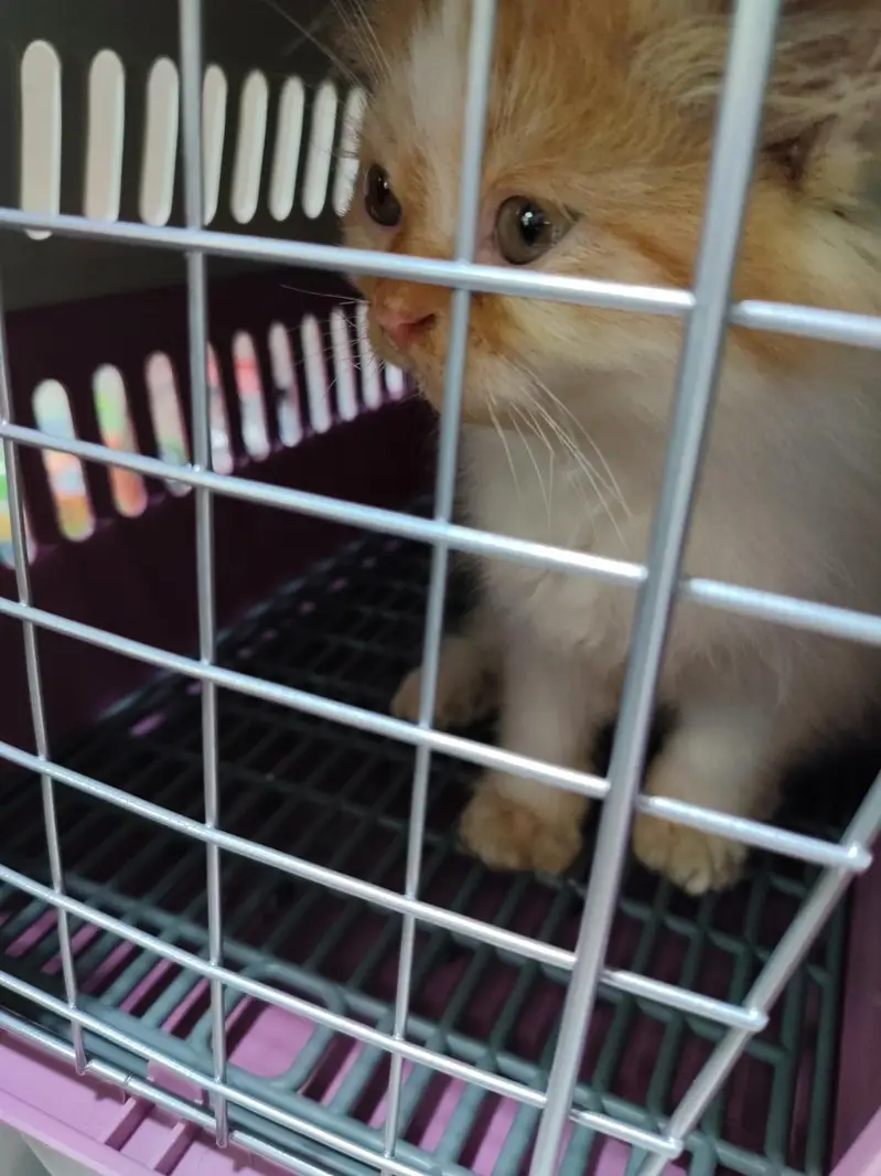 Fluffy Triple-Coated Persian Male Kitten for Sale — photo 2