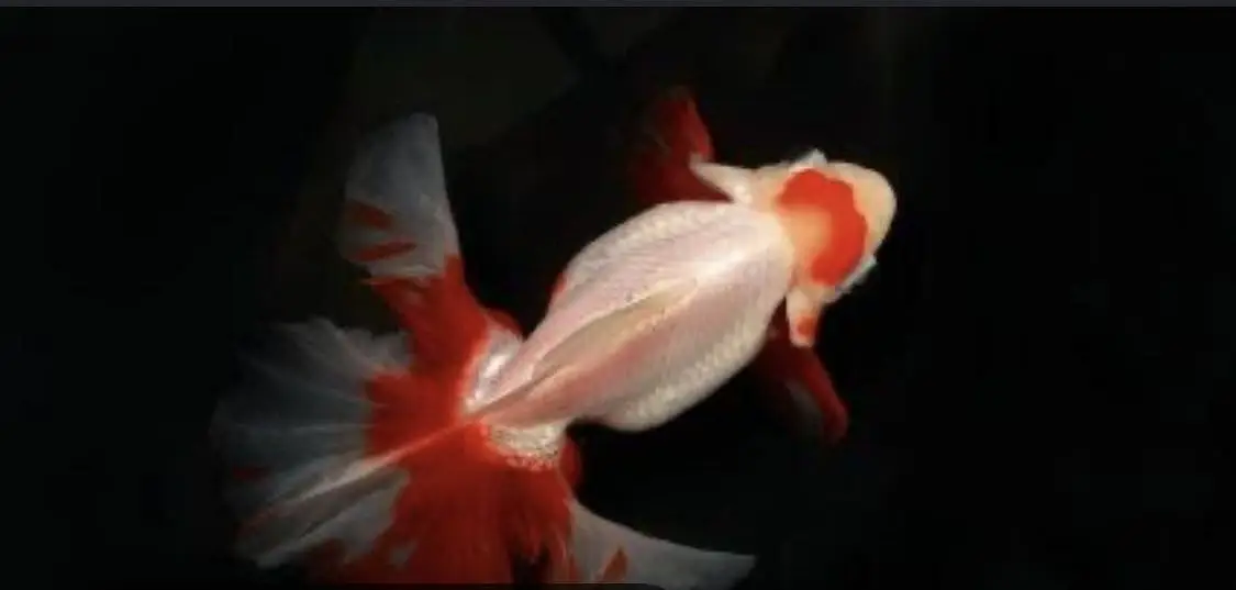 Esssue space exchange for mollly or guppy — photo 2