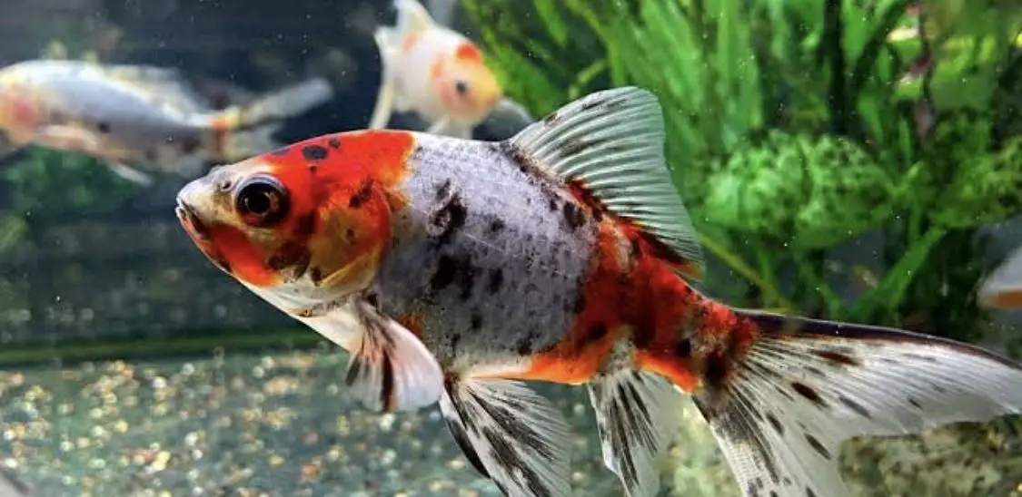 Esssue space exchange for mollly or guppy — photo 3
