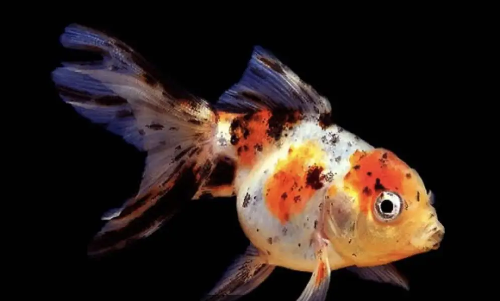 Esssue space exchange for mollly or guppy — photo 4