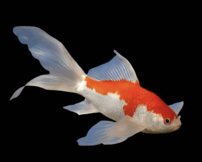 Esssue space exchange for mollly or guppy — photo 5