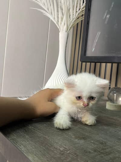 triple coat Persian  kitten for sale