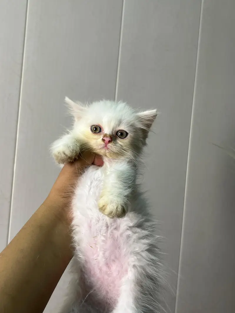 triple coat Persian  kitten for sale — photo 2