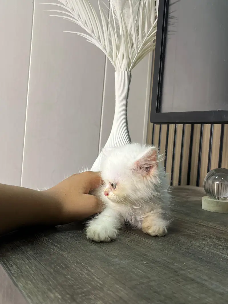 triple coat Persian  kitten for sale — photo 3