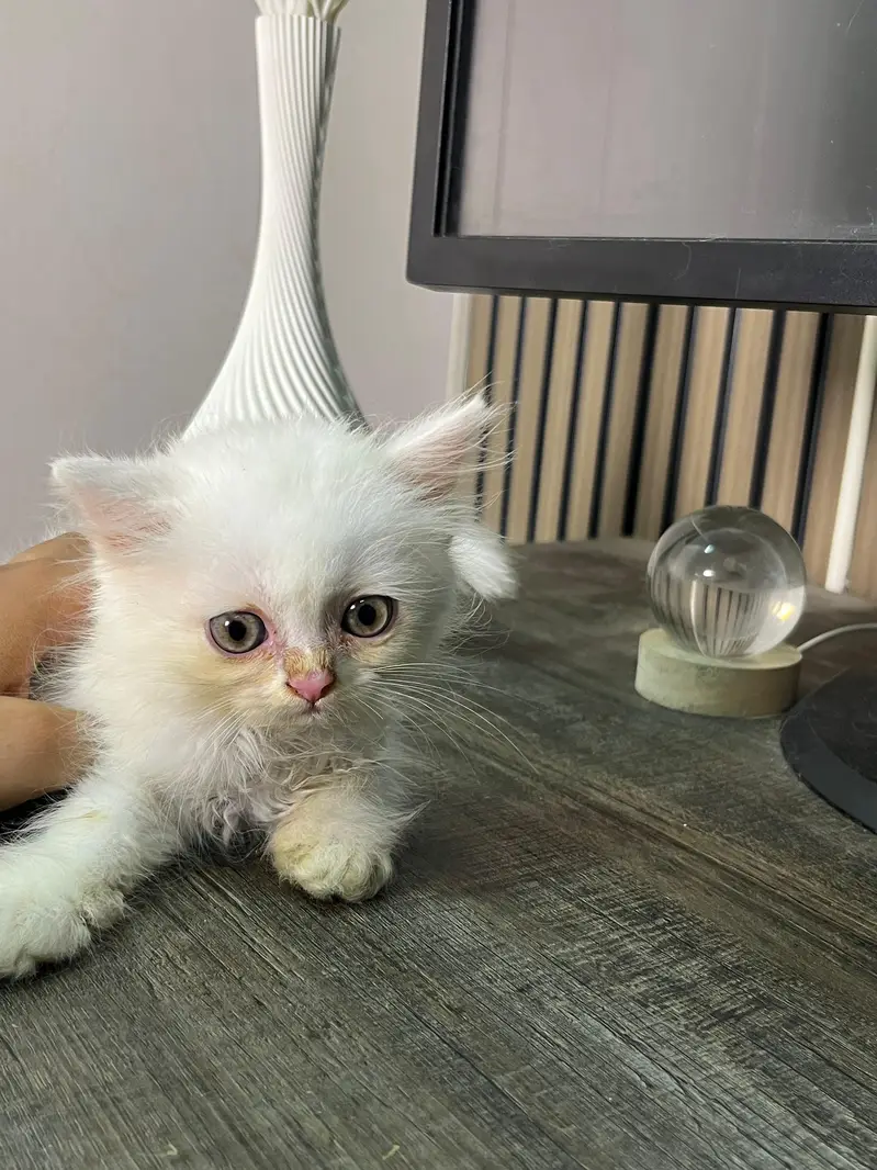 triple coat Persian  kitten for sale — photo 4