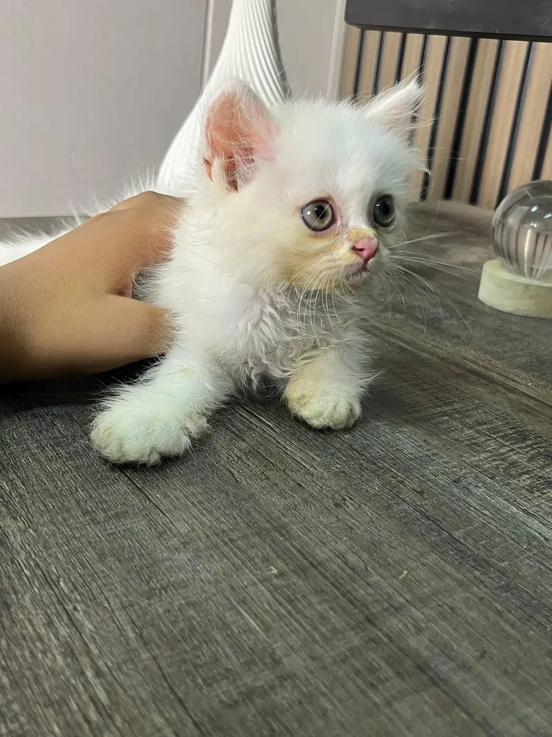 triple coat Persian  kitten for sale — photo 5