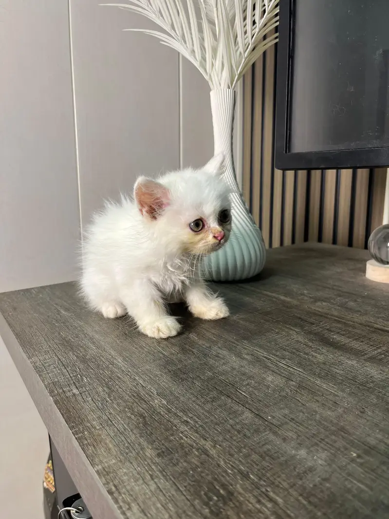 triple coat Persian  kitten for sale — photo 6