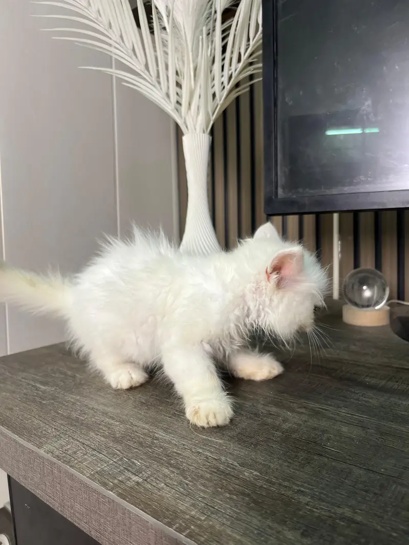 triple coat Persian  kitten for sale — photo 7