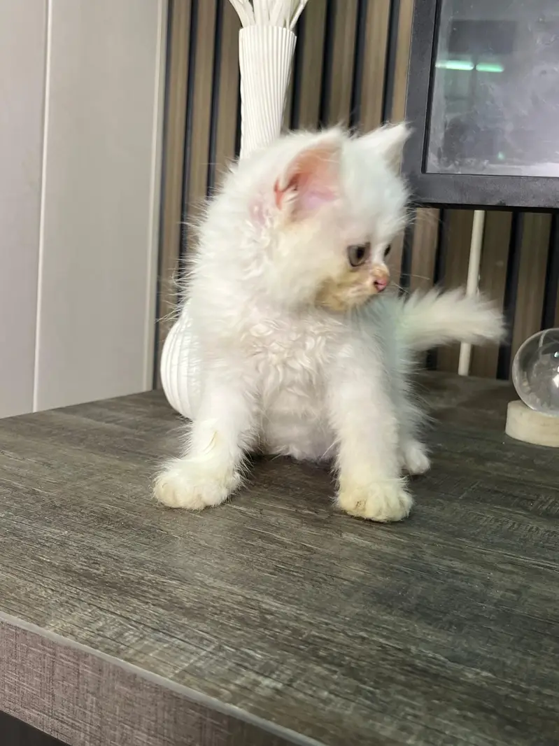 triple coat Persian  kitten for sale — photo 8