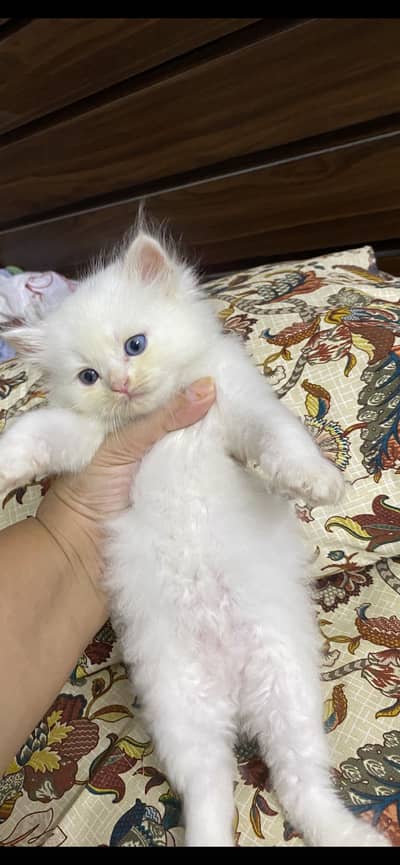 Kittens