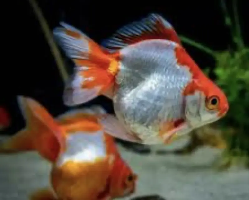 Esssue space exchange for mollly or guppy — photo 6