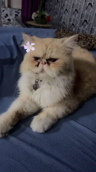trained male cat