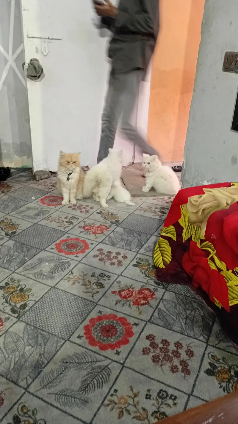 trained male cat — photo 2