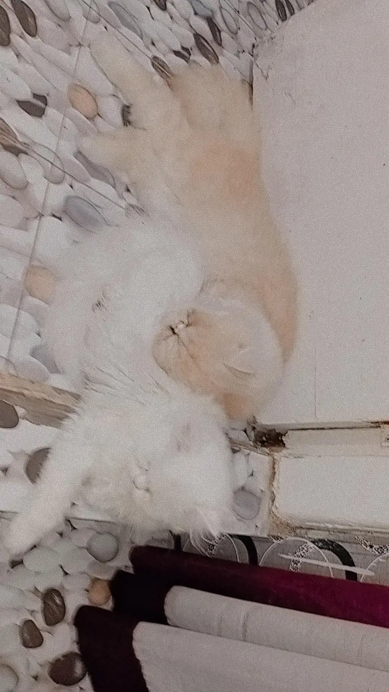 trained male cat — photo 3