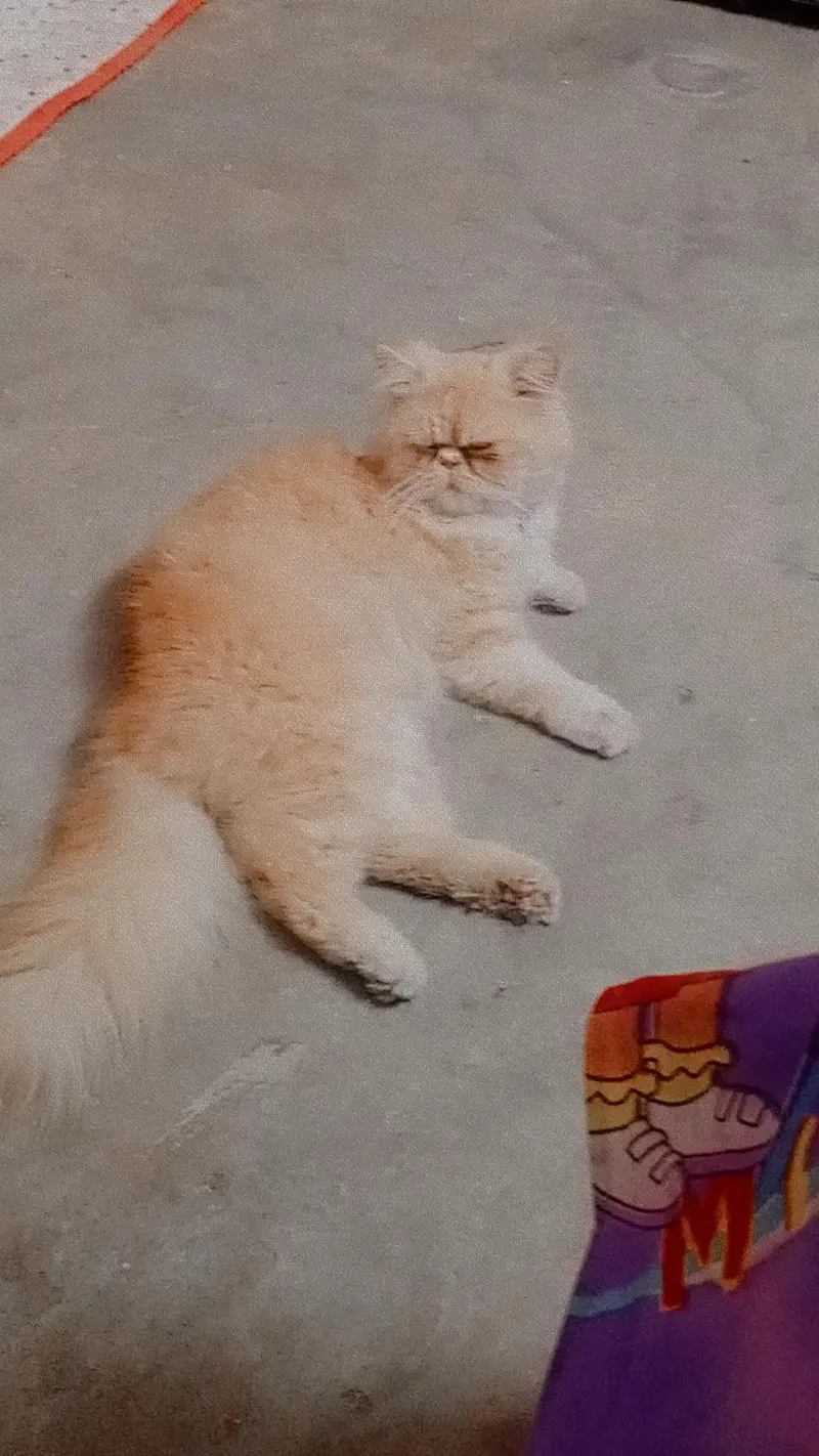 trained male cat — photo 4