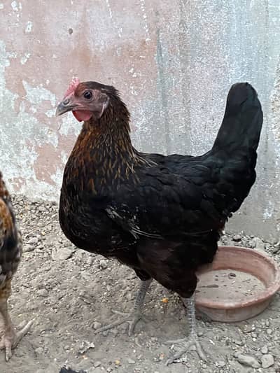 Misri pair for sale