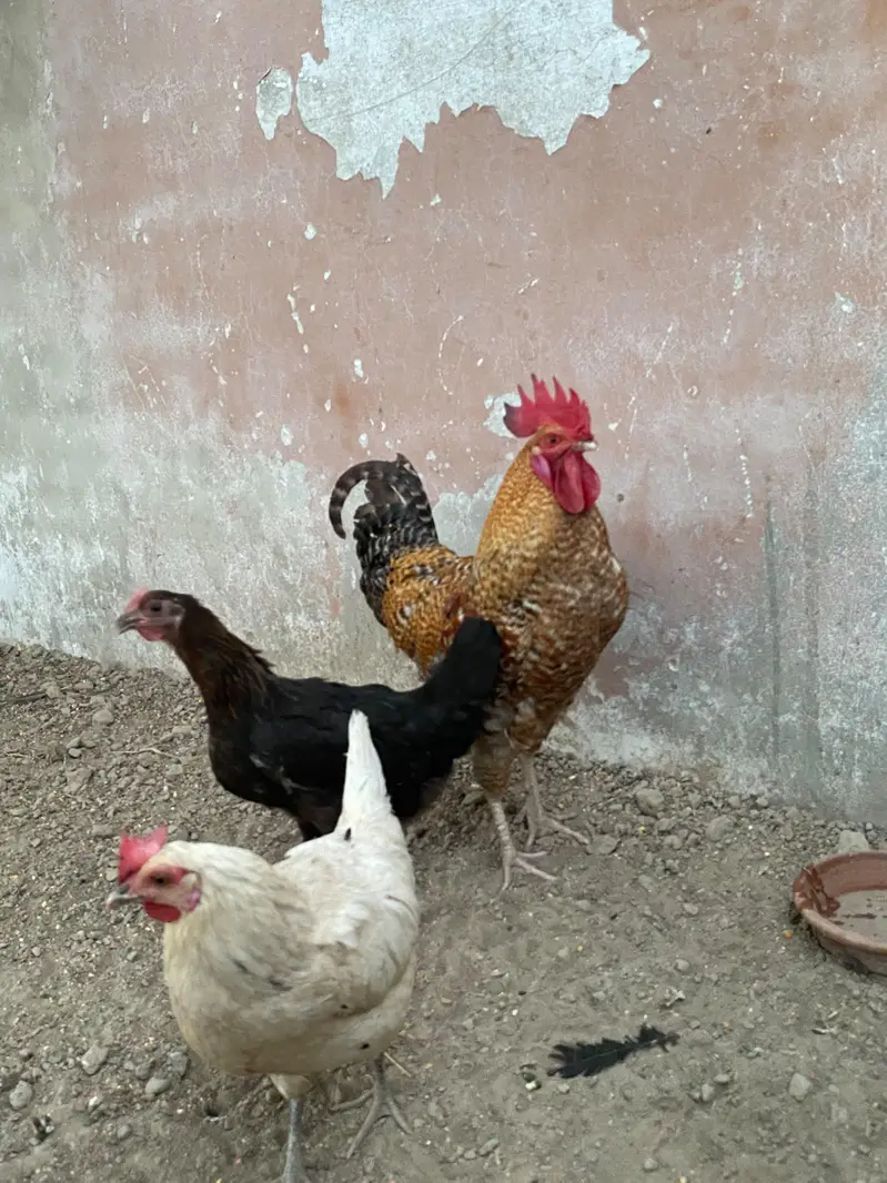 Misri pair for sale — photo 3