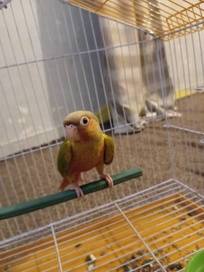 pineapple conure fully hand trained fully playful and talking bird