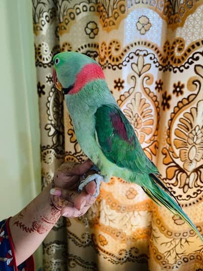 Best Talking Pahari Parrot
