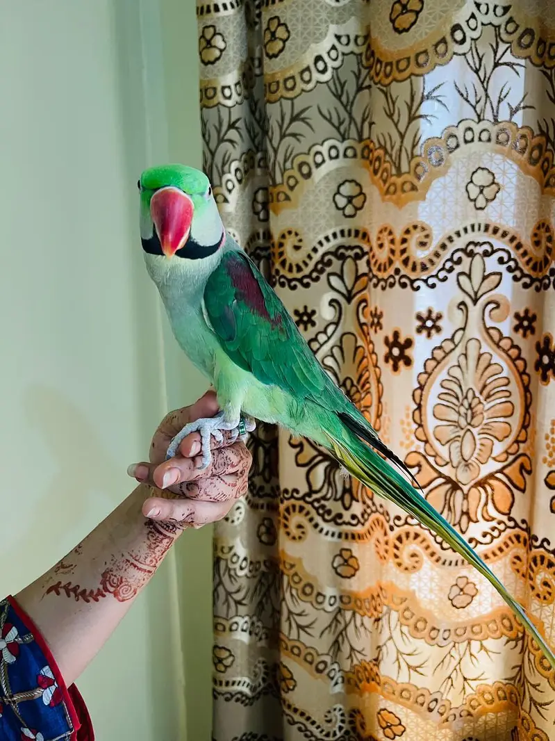 Best Talking Pahari Parrot — photo 2