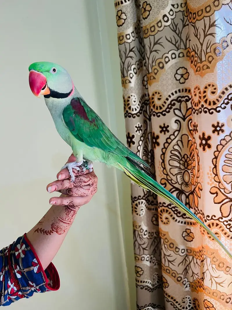 Best Talking Pahari Parrot — photo 3