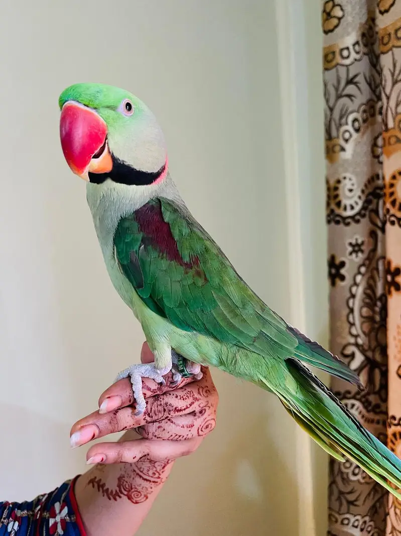 Best Talking Pahari Parrot — photo 4