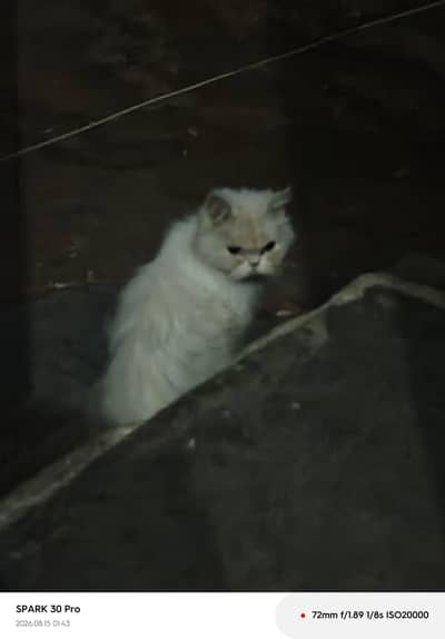 PERSIAN CAT FOR SELL